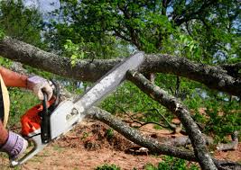 Professional Tree Removal and Landscaping Services in North St Paul, MN